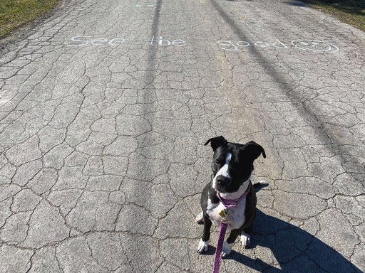 dog chalk outside michigan