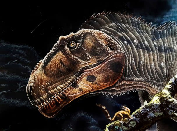 PHOTO: An artist's reconstruction of the head of Cretaceous Period meat-eating dinosaur Meraxes gigas, whose fossils including a nearly complete skull were unearthed in Argentina's northern Patagonia region.  (Jorge A. Gonzalez via Reuters)