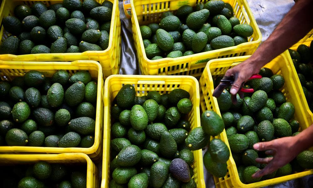 Avocados in Michoacán, Mexico.