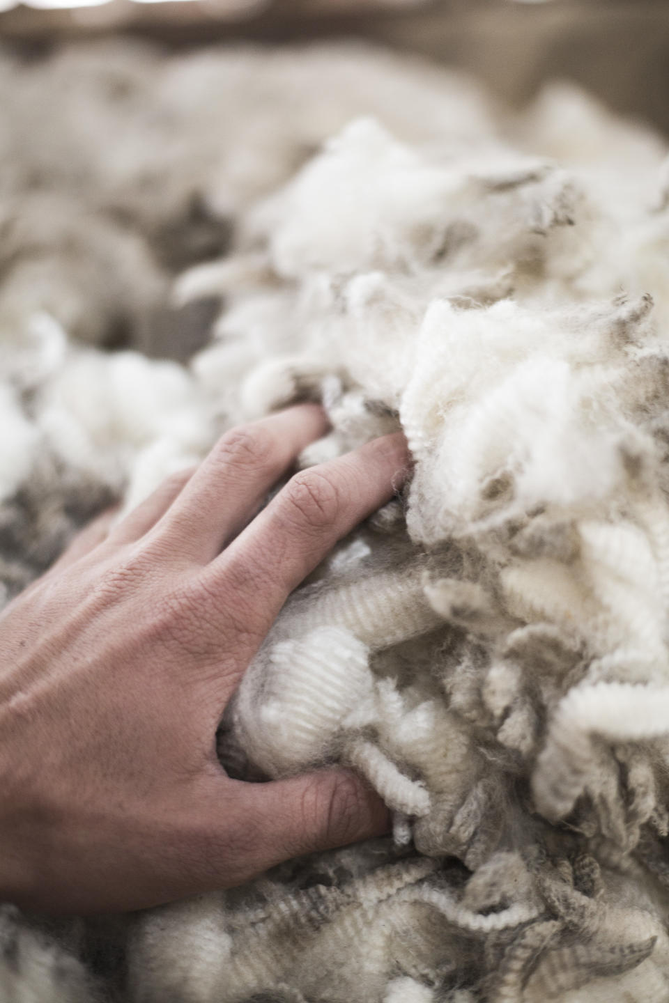 A bundle of Merino wool.