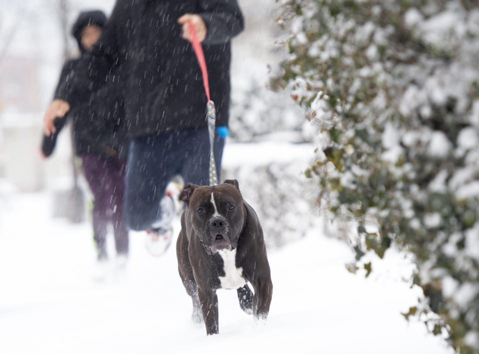 Snow, a four-year-old American Staffordshire Terrier runs through the snow with his companion, Marlin Rayney from Wilkinsburg in tow during his morning walk/run along Braddock Avenue Monday, Jan. 17, 2022, in Wilkinsburg, Pennsylvania. (Pam Panchak/Pittsburgh Post-Gazette via AP)