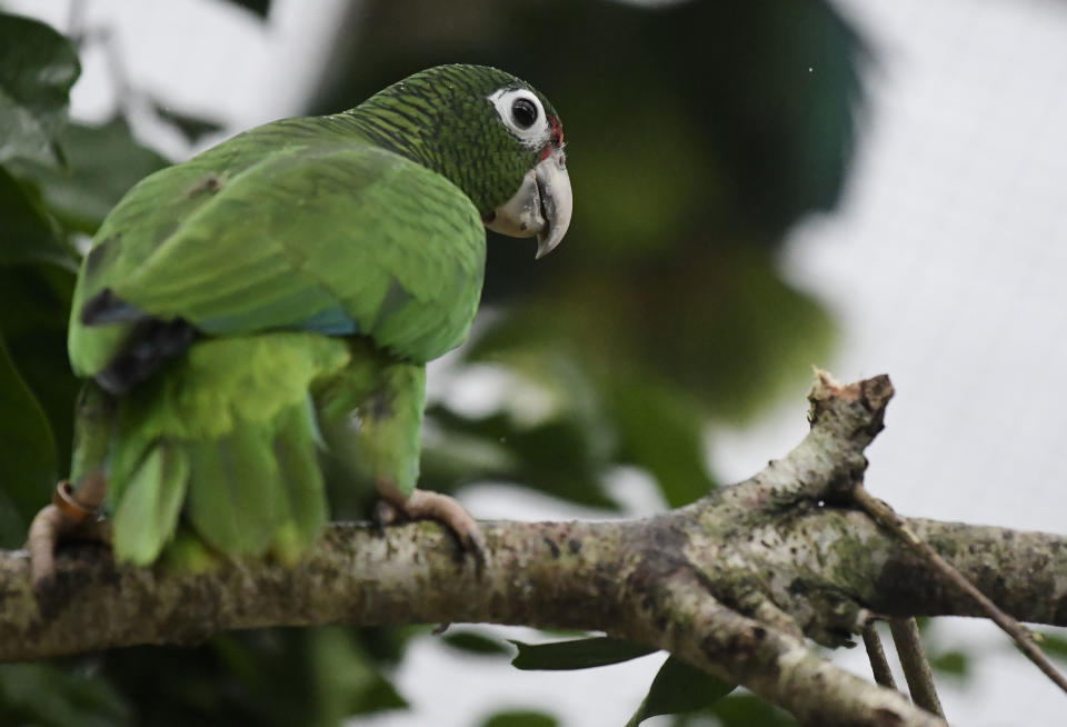 In this Nov. 6, 2018 photo, a Puerto Rican parrot perches on a branch inside a flight cage at the Iguaca Aviary in El Yunque, Puerto Rico, where the U.S. Fish & Wildlife Service runs a parrot recovery program in collaboration with the Forest Service and the Department of Natural and Environmental Resources. Federal and local scientists will meet next month to debate how best to revive a species that numbered more than 1 million in the 1800s but dwindled to 13 birds during the 1970s after decades of forest clearing. (AP Photo/Carlos Giusti)