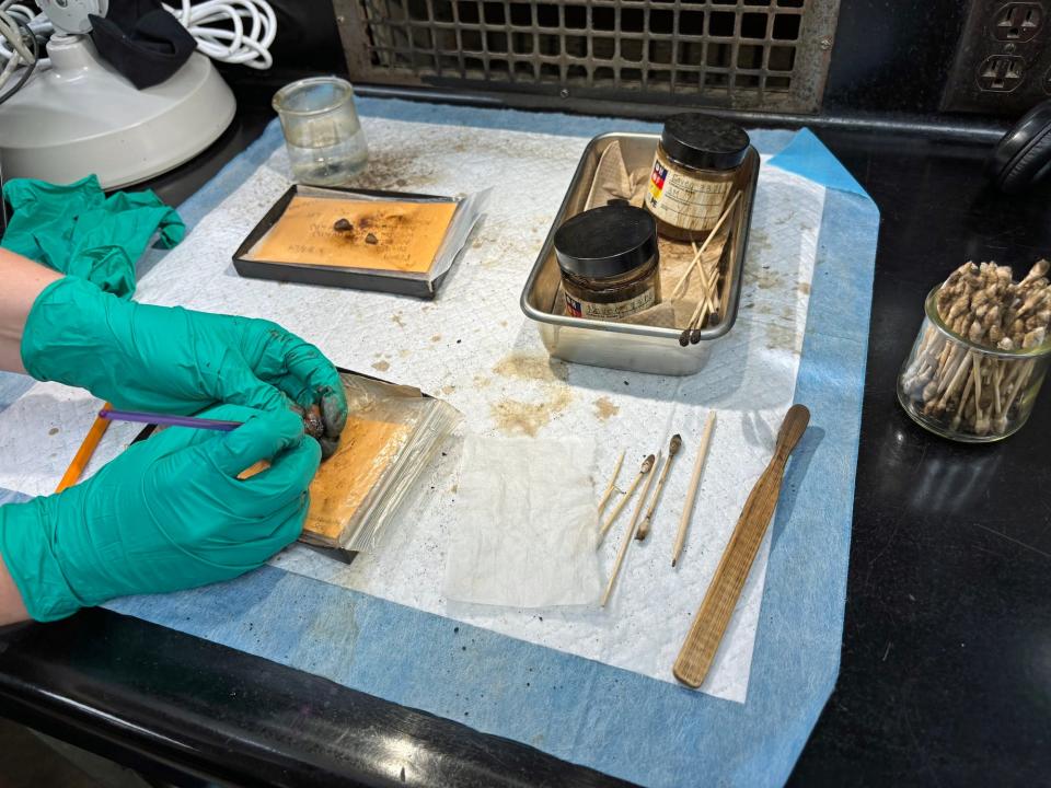 Hands wearing green rubber gloves clean a fossil