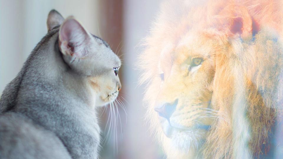 Best dog and cat names —  cat looking at reflection of lion in a window