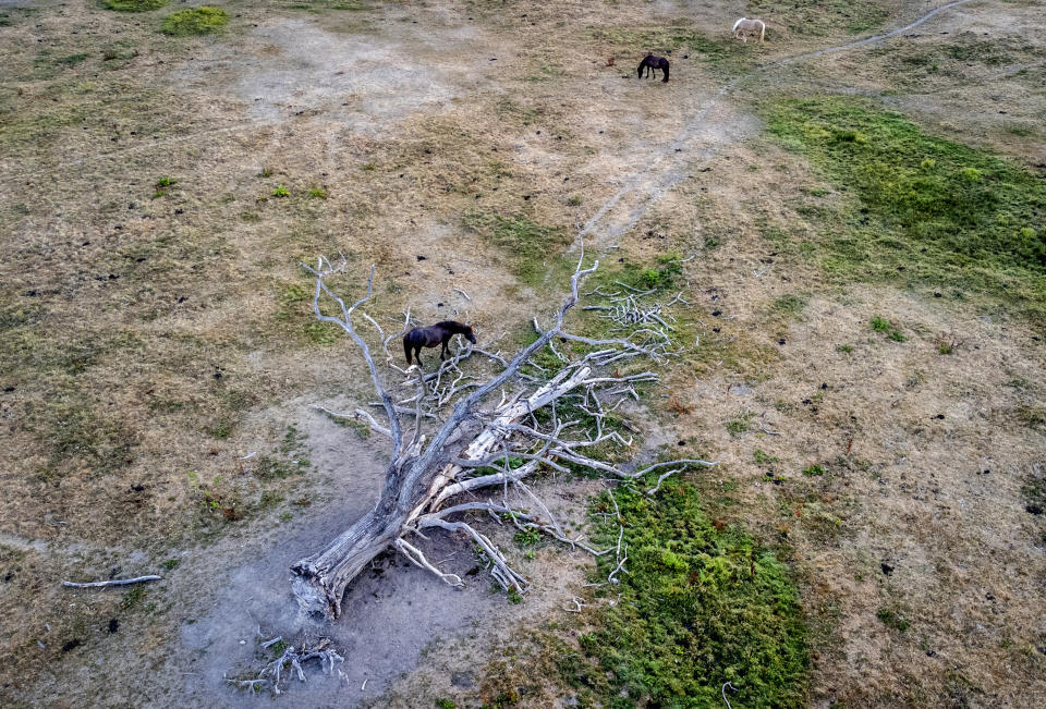 FILE - Horses graze next to a tree that fell years ago on the dried out meadow of a stud farm in Wehrheim near Frankfurt, Germany, Thursday, Aug. 11, 2022. An unprecedented drought is afflicting nearly half of the European continent, damaging farm economies, forcing water restrictions and threatening aquatic species. Water levels are falling on major rivers such as the Danube, the Rhine and the Po. (AP Photo/Michael Probst)