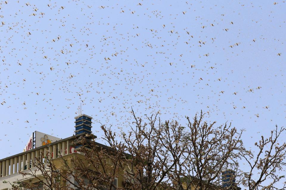 Swarms of locust attack in the residential areas of Jaipur, Rajasthan, Monday, May 25, 2020. More than half of Rajasthans 33 districts are affected by invasion by these crop-munching insects.(Photo by Vishal Bhatnagar/NurPhoto via Getty Images)