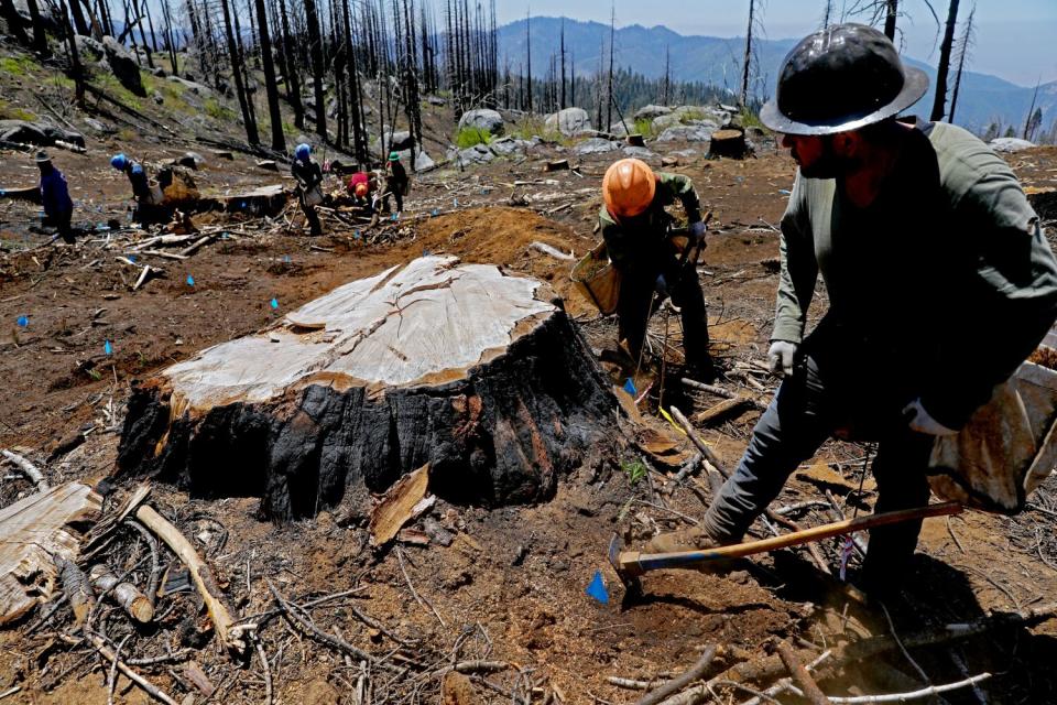 Work crews hoe the ground near a large tree stump.