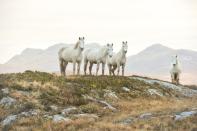 <p>Wild horses in County Galway, Ireland // January 3, 2017</p>