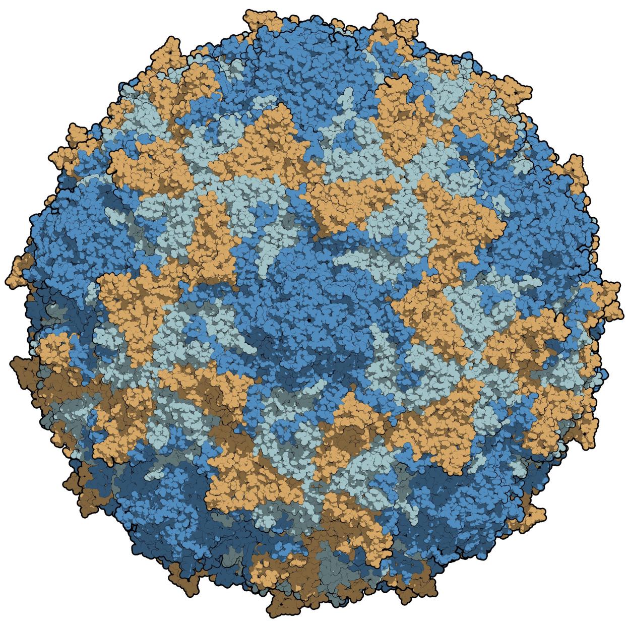 Image of Polio-3-chains