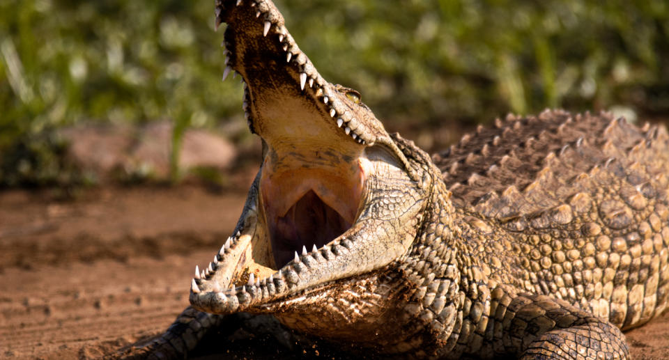 large crocodile with mouth open. 