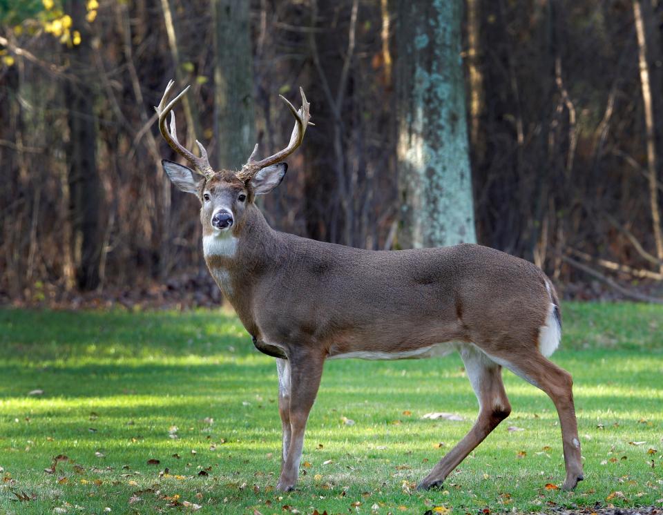 More counties have been added to Mississippi's CWD management zones while others have been removed.