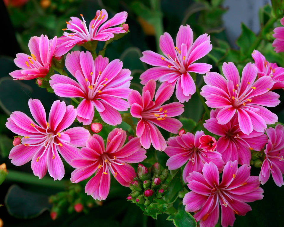 14. Lewisia Sunset