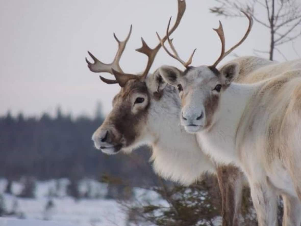 An agreement signed Monday between Cree and Innu nations of Quebec sets out a series of protocols and will allow Innu hunting parties to harvest caribou on Chisasibi traditional territory.  (Katrina Noel - image credit)