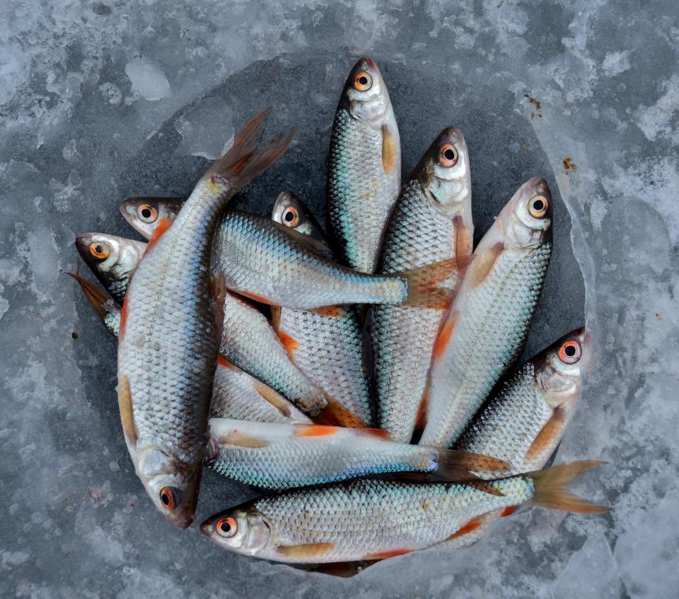 魚是不少人喜歡吃的食物之一。（示意圖／pexels）