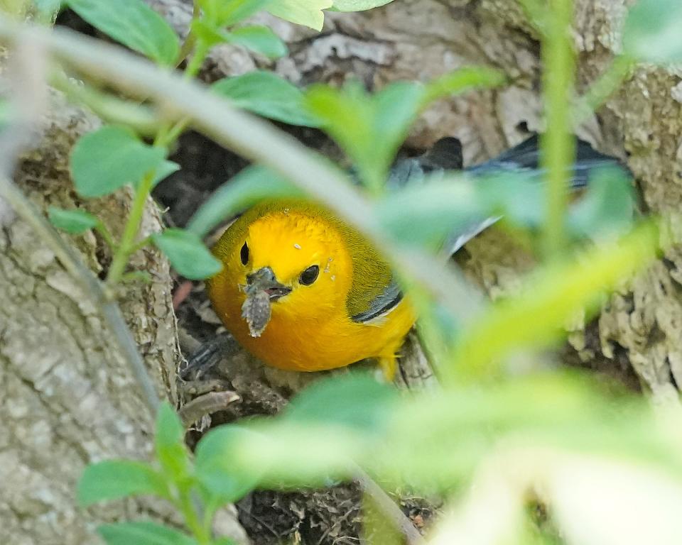 A prothonotary warbler finds a tasty treat at the base of a tree at Magee Marsh.