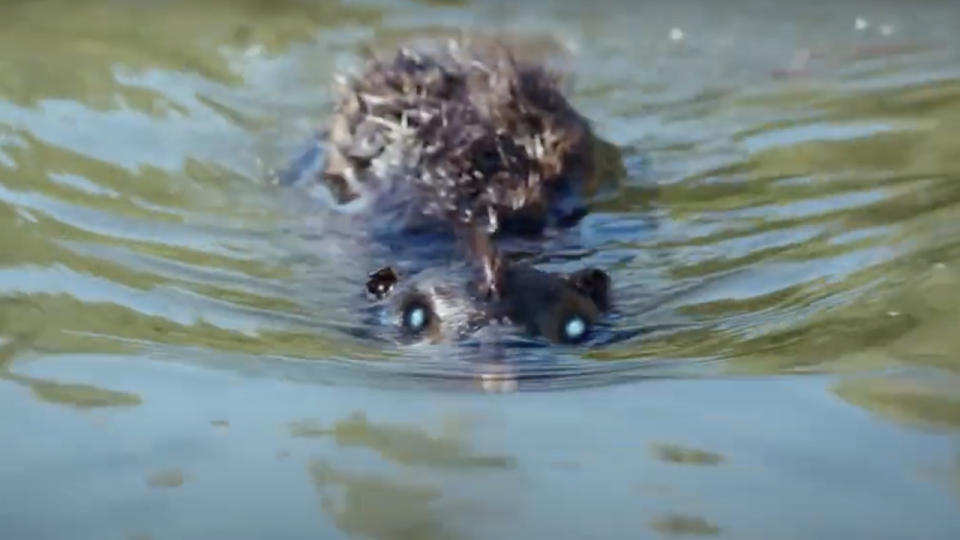 Zombie beaver from Zombeavers