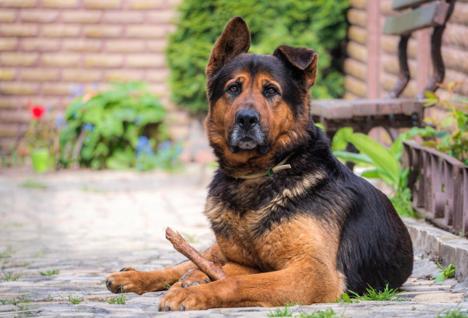 Berger Allemand (Getty Images/iStockphoto)