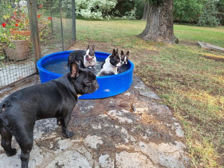 Los perros disfrutando de la pileta en el pensionado canino Elthom's