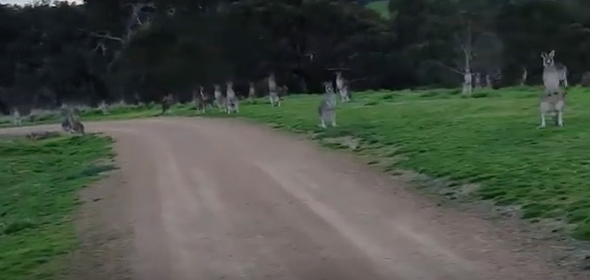 Cyclist films 'terrifying' encounter with 'zombie kangaroos'