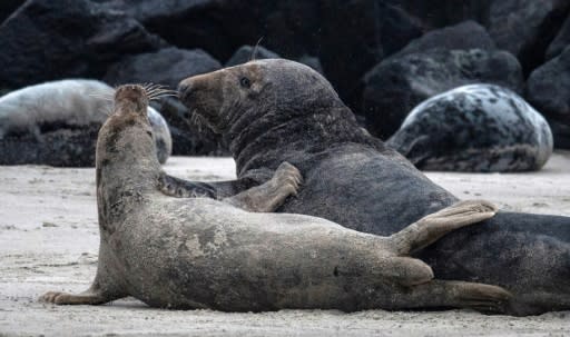 Rangers keep excited tourists who have come to see the seals at a distance of at least 30 metres (100 feet)