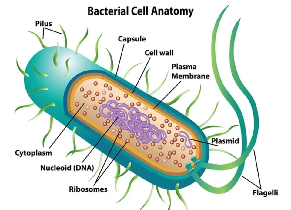 Infografía con la morfología de una célula bacteriana | ShutterStock CC