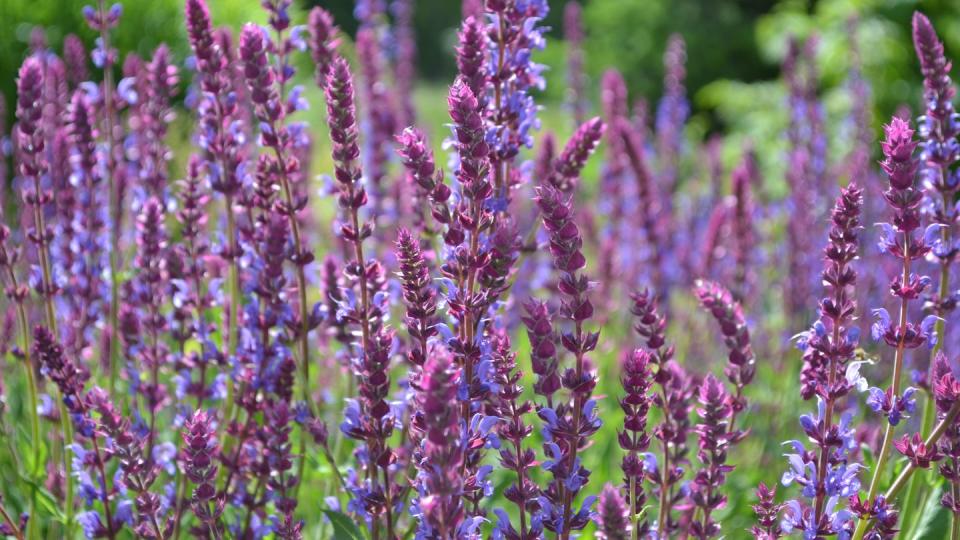 salvia flowers purple autumn