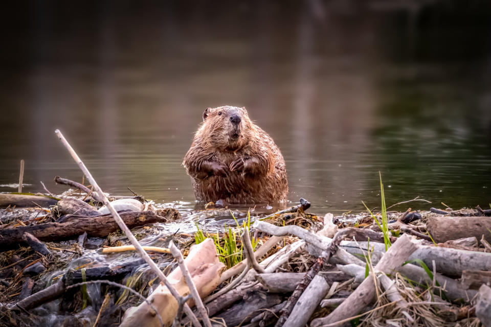 A beaver stands on a pile of sticks and logs near the water's edge