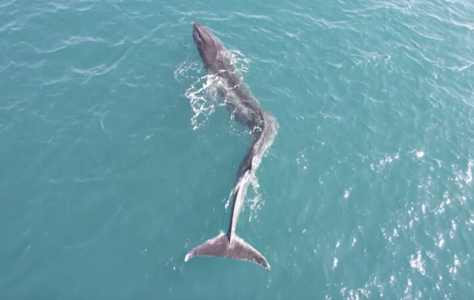 西班牙國民警衛隊3月6日在瓦倫西亞（Valencia）海岸，發現一頭體形呈現ㄑ字型的長鬚鯨（fin whale）。圖片來源：REUTERS