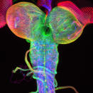 <b>7th place</b>: Christian Klämbt and Imke Schmidt, University of Münster, Münster, Germany. Beta-tubulin expression of a Drosophila third instar larval brain, with attached eye imaginal discs. Image captured using confocal microscopy. (2012 Olympus BioScapes Digital Imaging Competition) <br> <br> <a href="http://olympusbioscapes.com/gallery/2012/index.html" rel="nofollow noopener" target="_blank" data-ylk="slk:Click here to see more entries from Olympus BioScapes 2012;elm:context_link;itc:0;sec:content-canvas" class="link ">Click here to see more entries from Olympus BioScapes 2012</a>