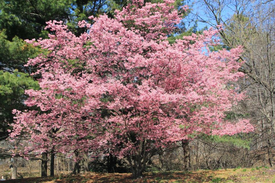 Springtime: Flowering Crab Apple Tree in Full Bloom