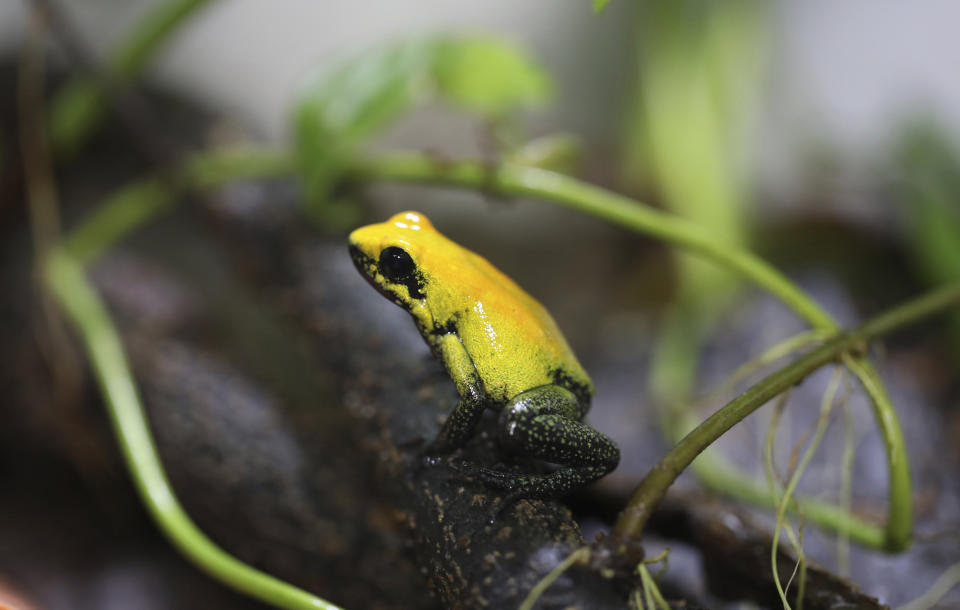 Una rana phyllobates bicolor, en el centro de cría de ranas "Tesoros de Colombia", en Cundinamarca, Colombia, el 20 de mayo de 2019. La especie, también conocida como rana de dardo bicolor, es una de las ranas de dardo más venenosas y vive en los bosques bajos de Choco, en el oeste de Colombia. (AP Foto/Fernando Vergara)