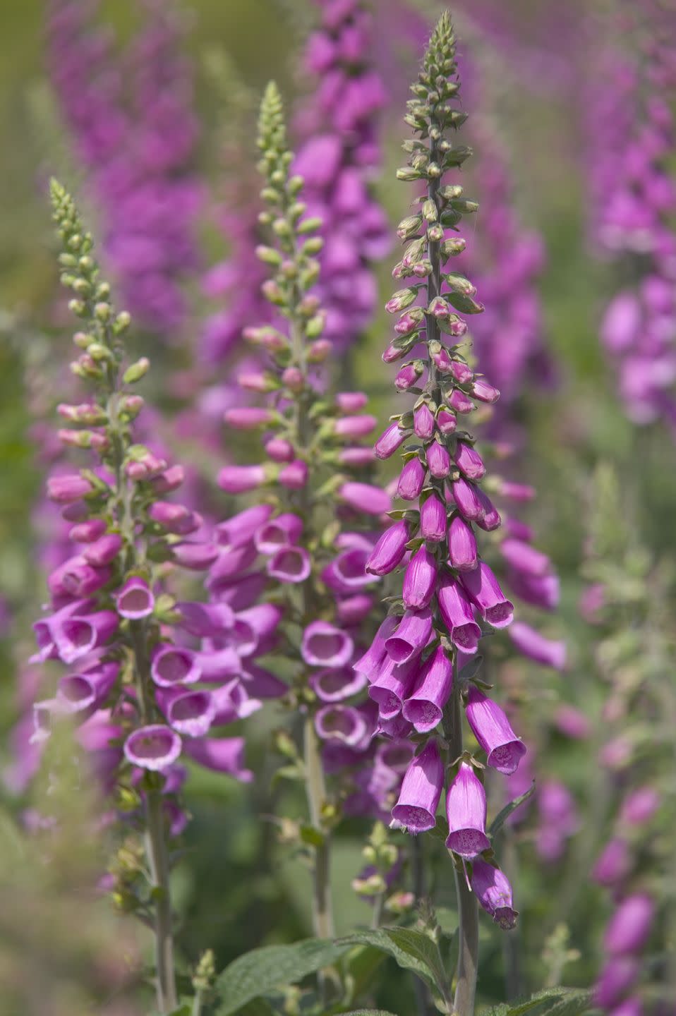 cottage flowers like foxgloves