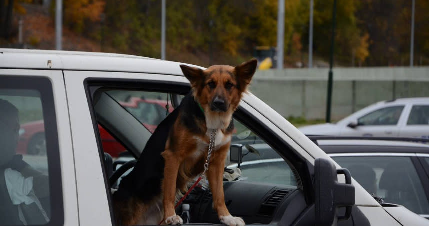 狗狗的頭伸出窗外，也會被罰款，請駕駛人留意。（示意圖／Pixabay Kommunikation_ERG）
