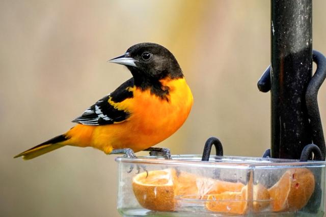 Orioles' Bird Logo Redesigned As Other Bird Species - CBS Baltimore