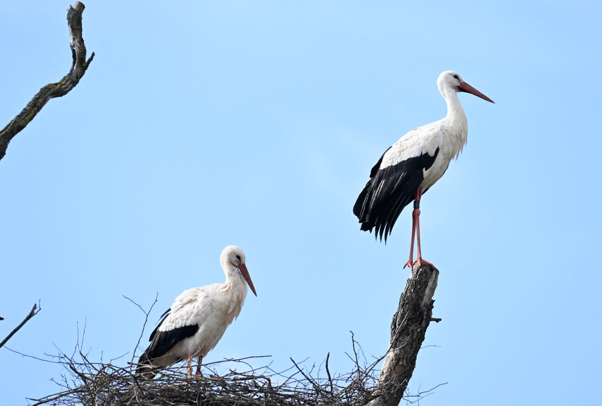 White storks (AFP via Getty Images)