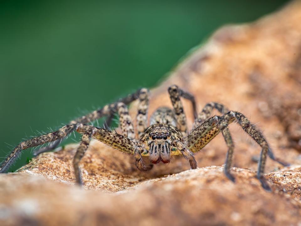 Huntsman spider.