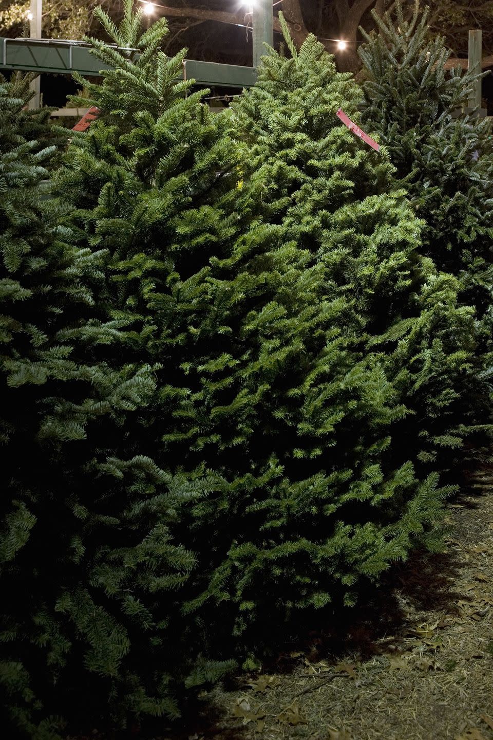 <p>Though Fraser firs aren’t common in Louisiana, visitors can still enjoy the traditional choice thanks to <a href="https://grantchristmastreefarm.com/" rel="nofollow noopener" target="_blank" data-ylk="slk:this nursery;elm:context_link;itc:0;sec:content-canvas" class="link ">this nursery</a>, which ships them in from out of state. If you prefer to cut down your own Tannenbaum and get the full experience, don’t worry! There are still six or more types grown on the property and available for cutting every year.</p><p><a class="link " href="https://go.redirectingat.com?id=74968X1596630&url=https%3A%2F%2Fwww.tripadvisor.com%2FTourism-g40192-Grant_Louisiana-Vacations.html&sref=https%3A%2F%2Fwww.countryliving.com%2Flife%2Fg24108155%2Fchristmas-tree-farms-near-me%2F" rel="nofollow noopener" target="_blank" data-ylk="slk:PLAN YOUR TRIP;elm:context_link;itc:0;sec:content-canvas">PLAN YOUR TRIP</a></p>