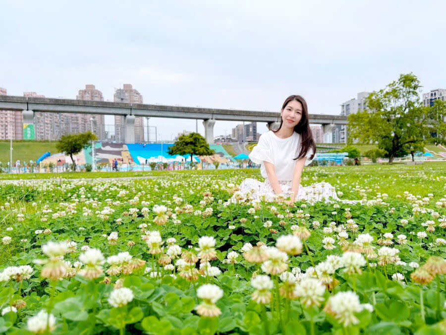 圖／新北大都會公園的大草地，處處可看見成千上萬朵「白花三葉草」同步綻放。（新北市政府高灘地工程管理處提供）