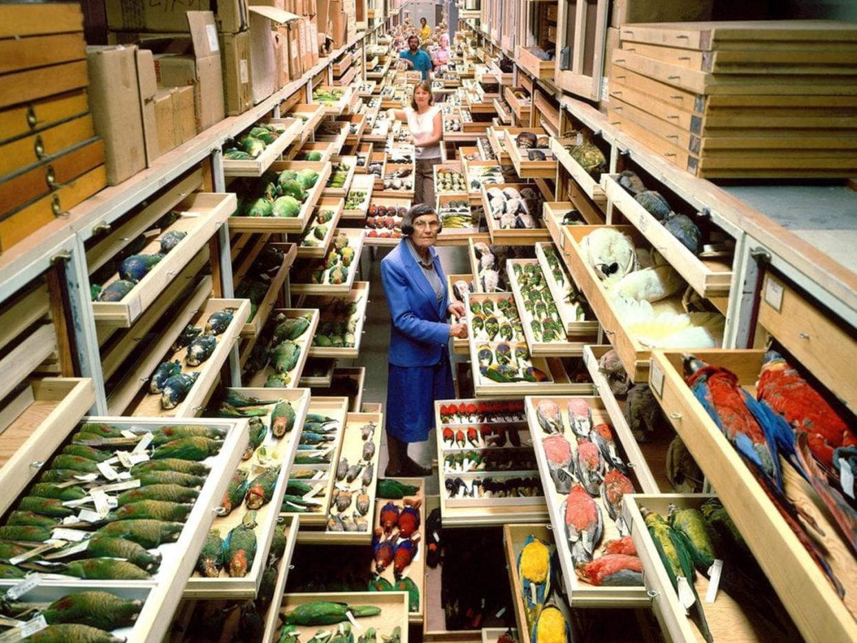 Roxie Laybourne and drawers of bird specimens at the Smithsonian National Museum of Natural History