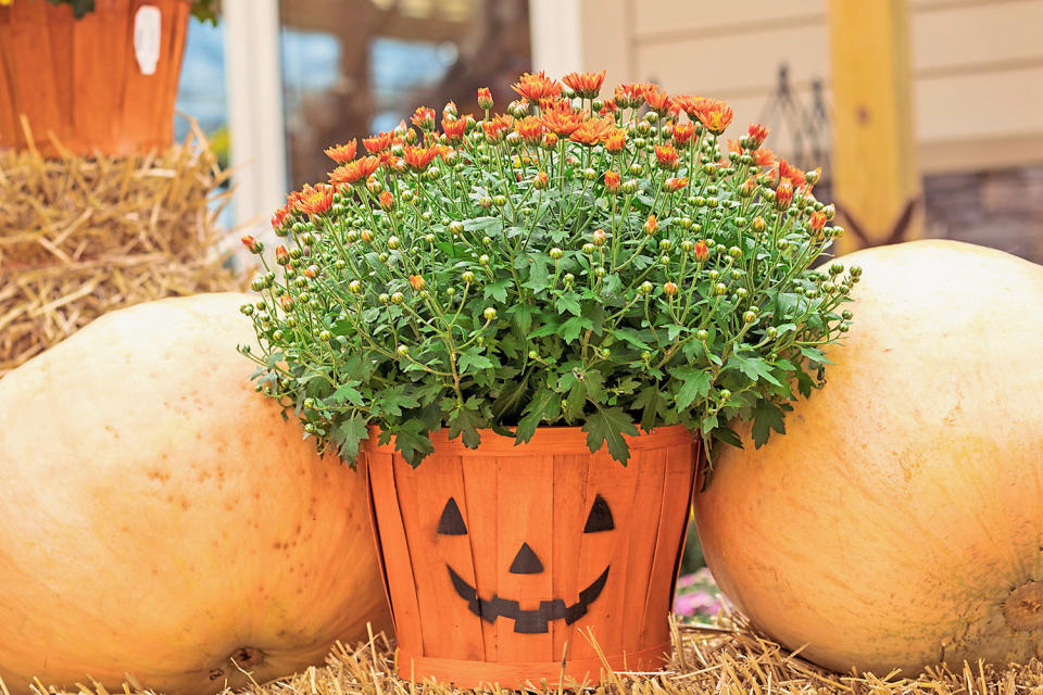 DIY Bouquet: Smiling Jack-O-Lantern face adorned to mum flower pot