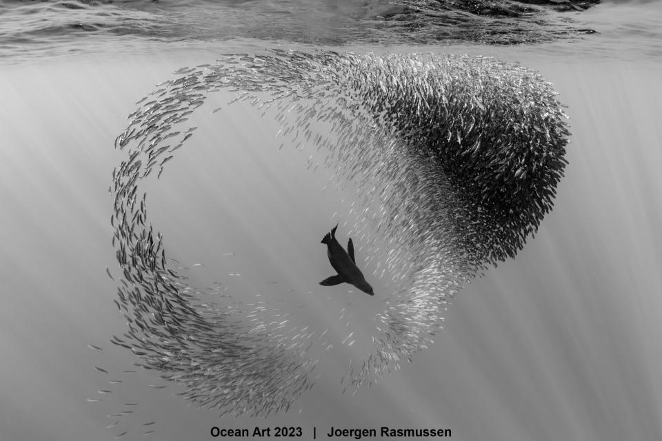 「海洋藝術水下攝影比賽」黑白獎項首獎。 Joergen Rasmussen© Ocean Art 2023