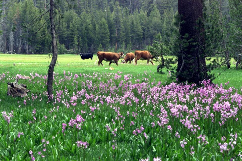 Cattle grazing at Kaiser Meadows in California’s Sierra National Forest. <a href="https://www.gettyimages.com/detail/news-photo/dept-of-forestry-held-one-of-the-several-planning-meetings-news-photo/563538293" rel="nofollow noopener" target="_blank" data-ylk="slk:Lawrence K. Ho/Los Angeles Times via Getty Images;elm:context_link;itc:0;sec:content-canvas" class="link ">Lawrence K. Ho/Los Angeles Times via Getty Images</a>