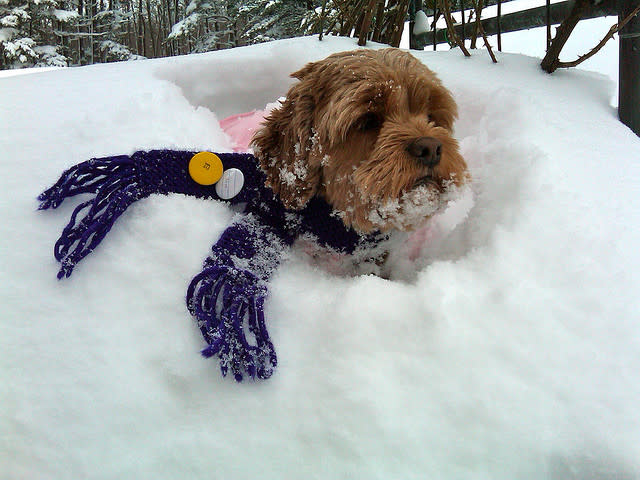 Maggie in the Snow