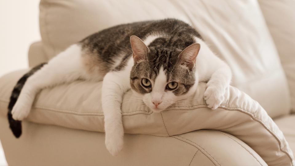 A portrait of a cat resting on a leather sofa