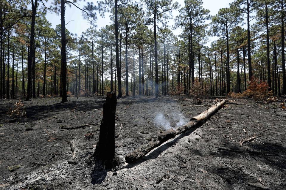 Smoke rises from a log a few days after a prescribed burn in a long leaf pine forest at Fort Bragg in North Carolina on Tuesday, July 30, 2019. Frequent burns are beneficial to the endangered red-cockaded woodpecker and the St. Francis' satyr butterfly. (AP Photo/Robert F. Bukaty)
