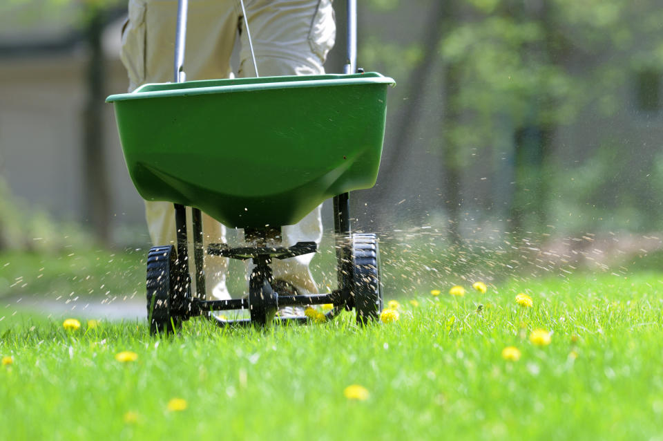 A lawn implement spreads fertilizer and weed killer on a lawn dotted with small dandelions. (Getty Images)