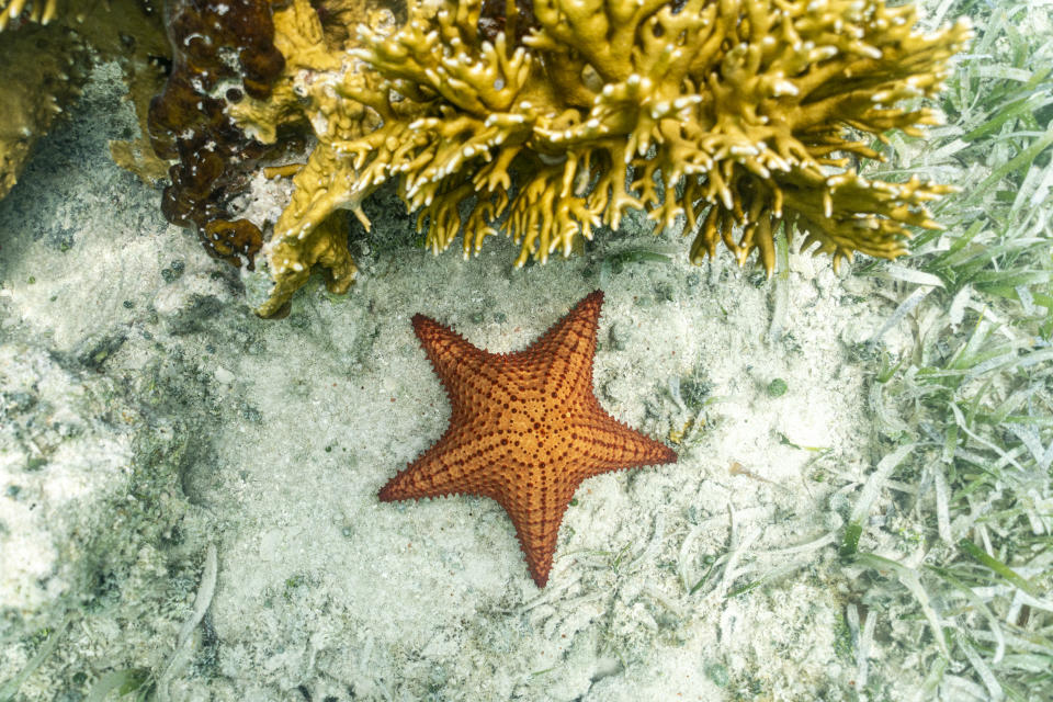 Vista de ángulo alto de una sola estrella de mar y arrecife de coral submarino, Antigua, Caribe, Indias Occidentales