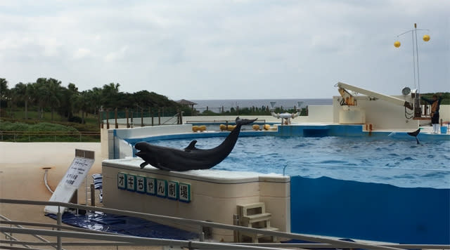 【唔識渣車都無問題】沖繩免費睇海豚表演＋必去水族館