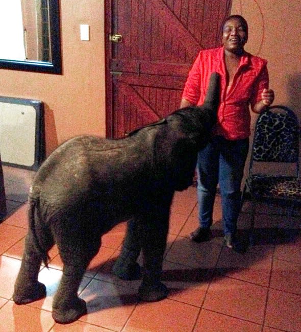 ***EXCLUSIVE***  ZULULAND, SOUTH AFRICA - MARCH 25: Tom the baby elephant with chef Tom Diamini, who originally found her in the garden, on March 25, 2014 in Zululand, South Africa.  A HOMEOWNER had no problem talking about the elephant in the room ? as one had wandered into her LOUNGE. Francoise Maldy Anthony was minding her own business when the 10-day-old baby stumbled into her garden. The remarkable young female had travelled around 30 miles after being separated from her herd in Zululand, South Africa. She then made her way across tough terrain into Francoise?s front room where she was fed - before she took a nap - while rangers tried to locate her mother.  PHOTOGRAPH BY Barcroft Media  UK Office, London. T +44 845 370 2233 W www.barcroftmedia.com  USA Office, New York City. T +1 212 796 2458 W www.barcroftusa.com  Indian Office, Delhi. T +91 11 4053 2429 W www.barcroftindia.com