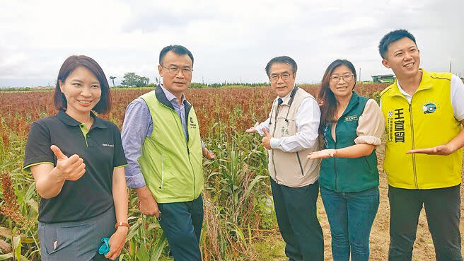 台南市長黃偉哲（右三）與農委會主委陳吉仲（左二）走入高粱田中，將致力提升高粱種植面積。（程炳璋攝）